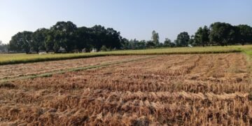 दसैँको सँघारमा किसानलाई धान भित्र्याउने चटारो