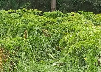 महोत्तरीमा ओल किसानको व्यस्तता बढ्यो