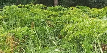 महोत्तरीमा ओल किसानको व्यस्तता बढ्यो
