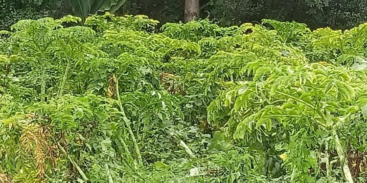 महोत्तरीमा ओल किसानको व्यस्तता बढ्यो