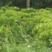 महोत्तरीमा ओल किसानको व्यस्तता बढ्यो