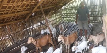 वैदेशिक रोजगारी छाडेर गाउँमै बाख्रापालनमा रमाउँदै लक्ष्मीप्रसाद