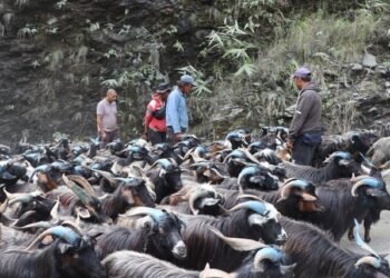 रेशमी मार्गको विरासत धानेको च्याङ्ग्रा व्यापार