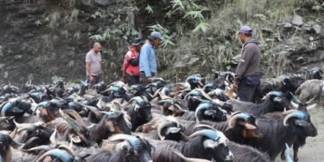 रेशमी मार्गको विरासत धानेको च्याङ्ग्रा व्यापार