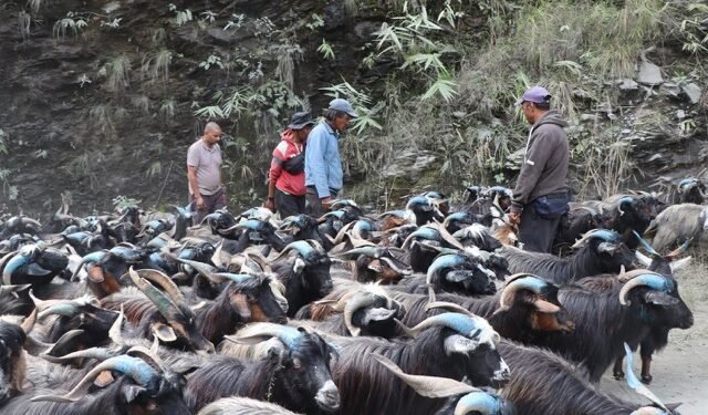 रेशमी मार्गको विरासत धानेको च्याङ्ग्रा व्यापार