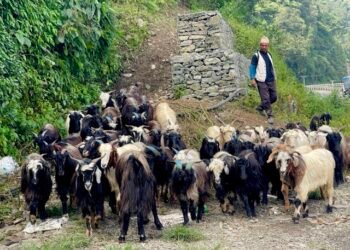 पोखरा आइपुग्यो डोल्पाका भेडाच्याङ्ग्रा