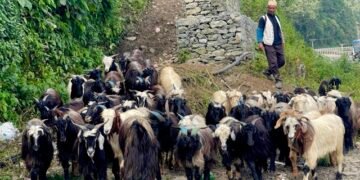पोखरा आइपुग्यो डोल्पाका भेडाच्याङ्ग्रा
