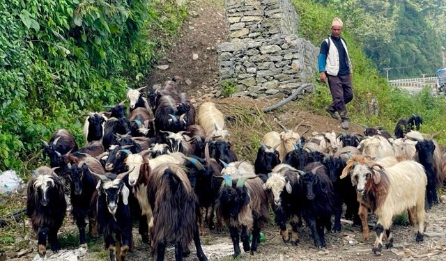 पोखरा आइपुग्यो डोल्पाका भेडाच्याङ्ग्रा