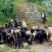 पोखरा आइपुग्यो डोल्पाका भेडाच्याङ्ग्रा