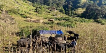 म्याग्दीका पशुगोठ बेँसी झर्न थाले
