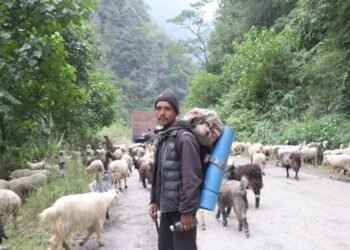 भेडाच्याङ्ग्रा बिक्री गर्न महिनौ पैदल हिँडेका किसानलाई बजारको चिन्ता