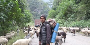 भेडाच्याङ्ग्रा बिक्री गर्न महिनौ पैदल हिँडेका किसानलाई बजारको चिन्ता