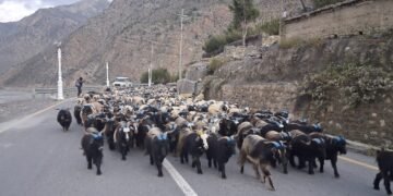 हिउँ छिचोल्दै एक हजार भेडाच्याङ्ग्रा मुस्ताङ आइपुगे