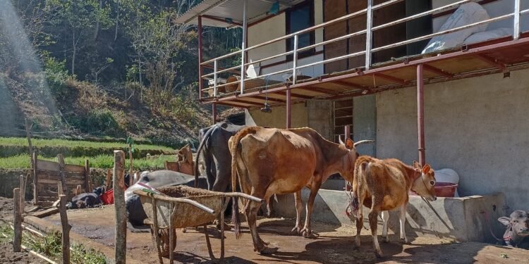 पशुको नश्ल सुधारका लागि तनहुँमा कृत्रिम गर्भाधान सेवा विस्तार