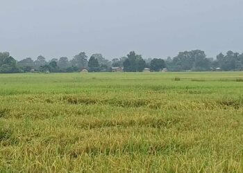 धानबालीमा रोग–कीराको समस्या : किसान चिन्तित