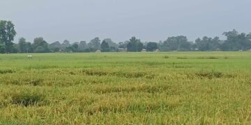 धानबालीमा रोग–कीराको समस्या : किसान चिन्तित