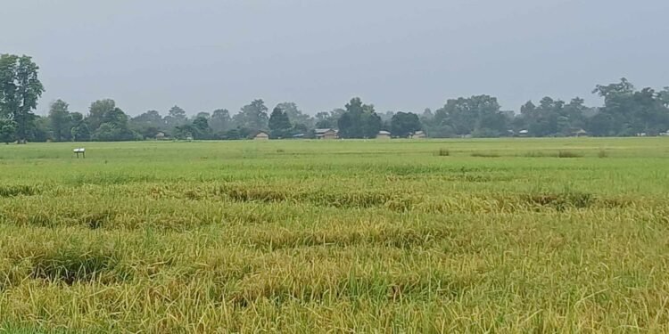 धानबालीमा रोग–कीराको समस्या : किसान चिन्तित