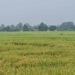 धानबालीमा रोग–कीराको समस्या : किसान चिन्तित