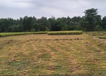 असिनासहितको वर्षाले घोडाघोडीमा धानबालीमा क्षति