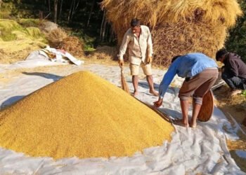 चाडपर्व मनाउन सस्तो दरमा धान बेच्दै किसान