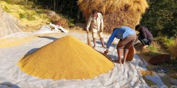 चाडपर्व मनाउन सस्तो दरमा धान बेच्दै किसान