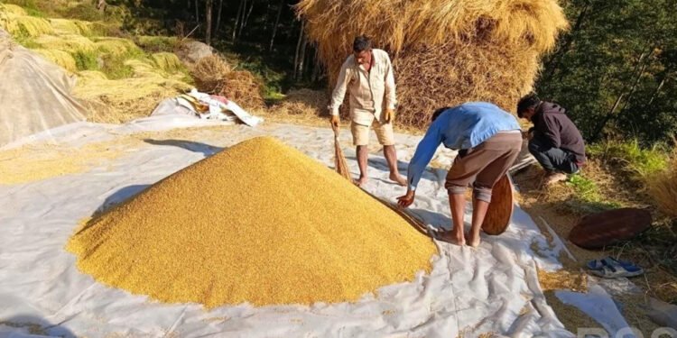 चाडपर्व मनाउन सस्तो दरमा धान बेच्दै किसान