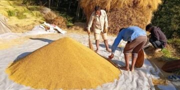 धान थन्क्याउन किसानलाई युवा जनशक्ति पाउनै मुस्किल