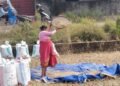 बेमौसमी वर्षाको डरले बाँके र दाङका किसानलाई धान भित्र्याउन भ्याइनभ्याई