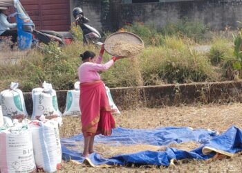 बेमौसमी वर्षाको डरले बाँके र दाङका किसानलाई धान भित्र्याउन भ्याइनभ्याई