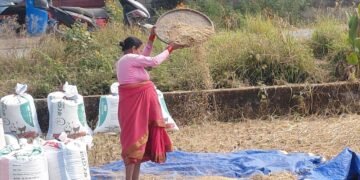 बेमौसमी वर्षाको डरले बाँके र दाङका किसानलाई धान भित्र्याउन भ्याइनभ्याई
