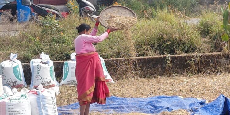 बेमौसमी वर्षाको डरले बाँके र दाङका किसानलाई धान भित्र्याउन भ्याइनभ्याई