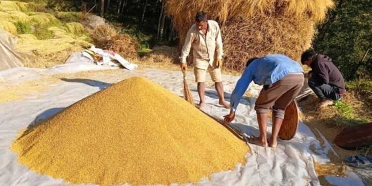 धान थन्क्याउन किसानलाई युवा जनशक्ति पाउनै मुस्किल
