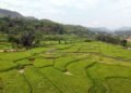 तनहुँमा तरकारी र धान खेतीको क्षेत्रफल विस्तार
