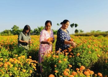 सामूहिक फूलखेतीबाट आम्दानी गर्दै शिवसताक्षीका महिला