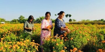 सामूहिक फूलखेतीबाट आम्दानी गर्दै शिवसताक्षीका महिला