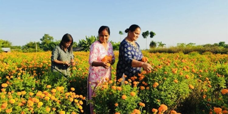 सामूहिक फूलखेतीबाट आम्दानी गर्दै शिवसताक्षीका महिला