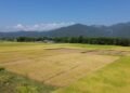 कञ्चनपुरमा धान उत्पादनमा वृद्धि हुने प्रक्षेपण