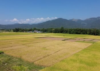कञ्चनपुरमा धान उत्पादनमा वृद्धि हुने प्रक्षेपण