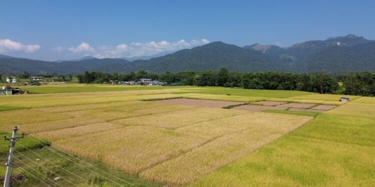 कञ्चनपुरमा धान उत्पादनमा वृद्धि हुने प्रक्षेपण