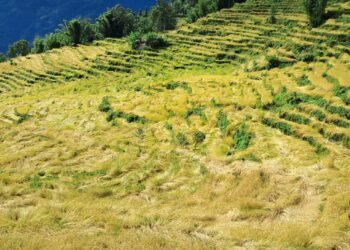निरन्तर वर्षाले खेतमा पाकेको धान ढलेपछि…