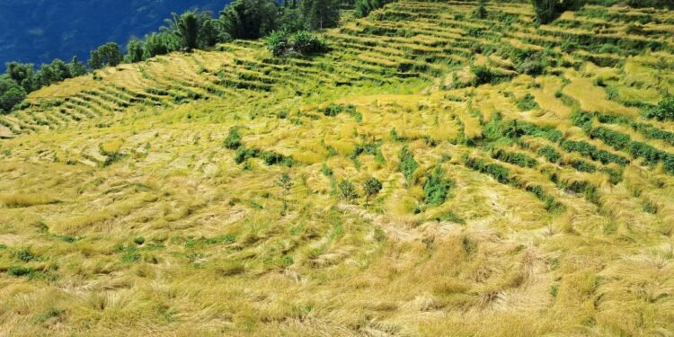 निरन्तर वर्षाले खेतमा पाकेको धान ढलेपछि…