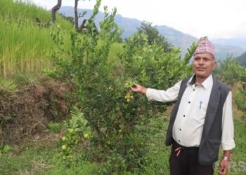 धानखेतमा कागतीखेती, नमुना किसान बने कृष्णलाल