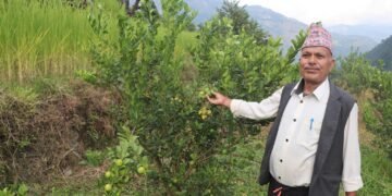 धानखेतमा कागतीखेती, नमुना किसान बने कृष्णलाल