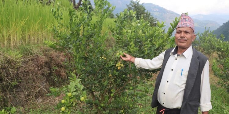 धानखेतमा कागतीखेती, नमुना किसान बने कृष्णलाल