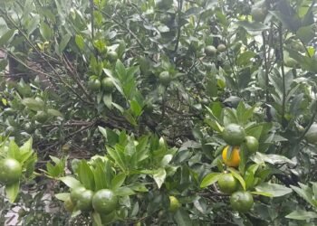 सुन्तलामा रोग लागेपछि किसान चिन्तामा