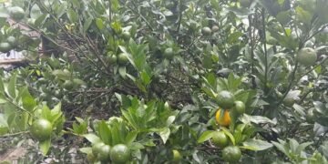 सुन्तलामा रोग लागेपछि किसान चिन्तामा