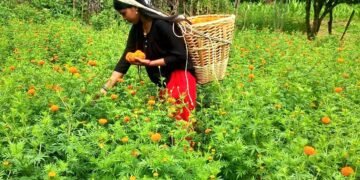 आँबुखैरेनीमा ४५ रोपनीमा सयपत्री फूलखेती