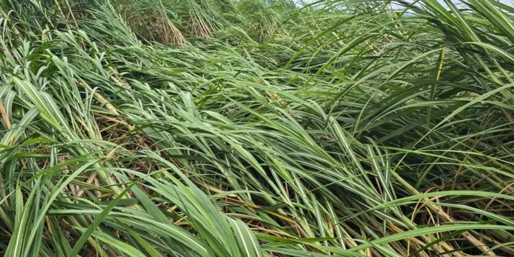 उखुको समर्थन मूल्य निर्धारण गर्न ढिलाइ गर्दा किसान मारमा